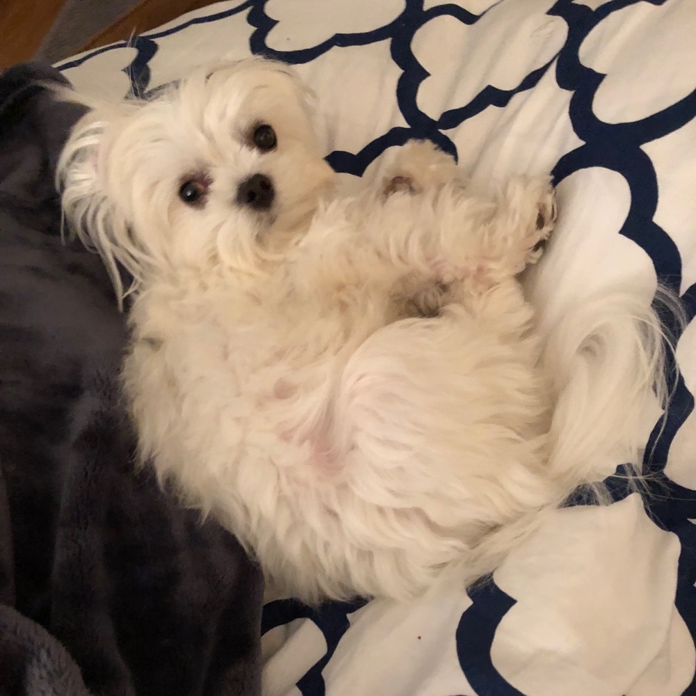 Meet your Posher, Abby